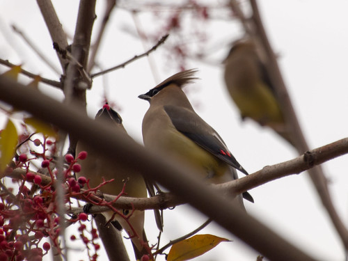 Cedar Waxwing • <a style="font-size:0.8em;" href="http://www.flickr.com/photos/59465790@N04/8299077672/" target="_blank">View on Flickr</a>