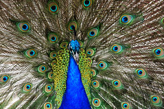 Anglų lietuvių žodynas. Žodis blue peafowl reiškia mėlyna povas lietuviškai.