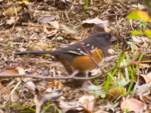 Spotted Towhee • <a style="font-size:0.8em;" href="http://www.flickr.com/photos/59465790@N04/8419475776/" target="_blank">View on Flickr</a>