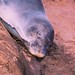 KP2 Sleeping Hawaiian Monk Seal at sunset.  Rose Braverman Hawaii