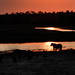 Lioness at Sunrise in Botswana • <a style="font-size:0.8em;" href="https://www.flickr.com/photos/21540187@N07/8293283587/" target="_blank">View on Flickr</a>