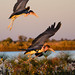 Marabou Stork in Okavango Delta, Botswana • <a style="font-size:0.8em;" href="https://www.flickr.com/photos/21540187@N07/8293298953/" target="_blank">View on Flickr</a>