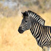 Zebra in Okavango Delta, Botswana • <a style="font-size:0.8em;" href="https://www.flickr.com/photos/21540187@N07/8293300795/" target="_blank">View on Flickr</a>