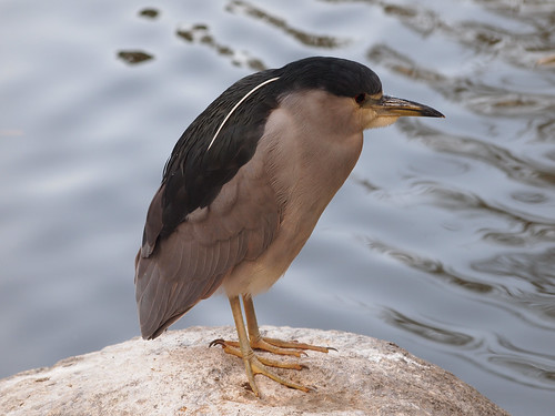 Black-crowned Night Heron • <a style="font-size:0.8em;" href="http://www.flickr.com/photos/59465790@N04/8349026228/" target="_blank">View on Flickr</a>