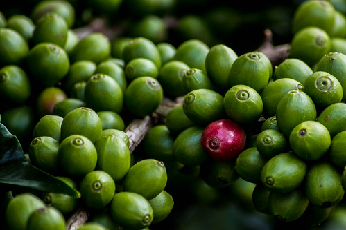 Coffee Berries by Kumaravel, on Flickr