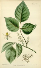 Anglų lietuvių žodynas. Žodis toxicodendron vernix reiškia toksikodendronas vernix lietuviškai.