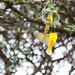 Southern Masked Weaver in Namibia • <a style="font-size:0.8em;" href="https://www.flickr.com/photos/21540187@N07/8292736864/" target="_blank">View on Flickr</a>