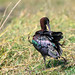 Glossy Ibis in Chobe National Park, Botswana • <a style="font-size:0.8em;" href="https://www.flickr.com/photos/21540187@N07/8294355132/" target="_blank">View on Flickr</a>