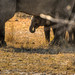 Baby Elephant in Okavango Delta, Botswana • <a style="font-size:0.8em;" href="https://www.flickr.com/photos/21540187@N07/8293287963/" target="_blank">View on Flickr</a>