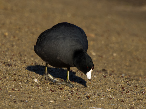 American Coot • <a style="font-size:0.8em;" href="http://www.flickr.com/photos/59465790@N04/8314873921/" target="_blank">View on Flickr</a>