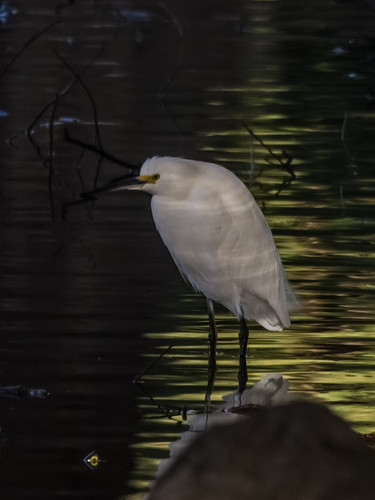 Snowy Egret • <a style="font-size:0.8em;" href="http://www.flickr.com/photos/59465790@N04/8314874969/" target="_blank">View on Flickr</a>