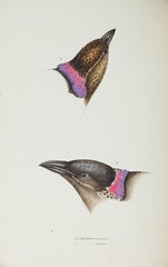 Anglų lietuvių žodynas. Žodis great bowerbird reiškia labai bowerbird lietuviškai.