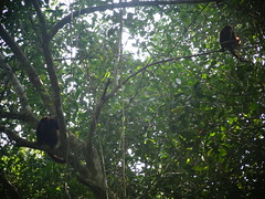 Monos entre las ramas