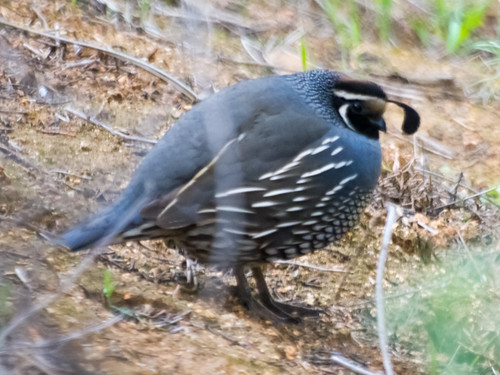 California Quail • <a style="font-size:0.8em;" href="http://www.flickr.com/photos/59465790@N04/8459518570/" target="_blank">View on Flickr</a>