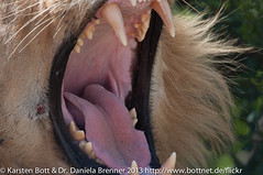No Dentist Lion • <a style="font-size:0.8em;" href="http://www.flickr.com/photos/56545707@N05/8365687292/" target="_blank">View on Flickr</a>