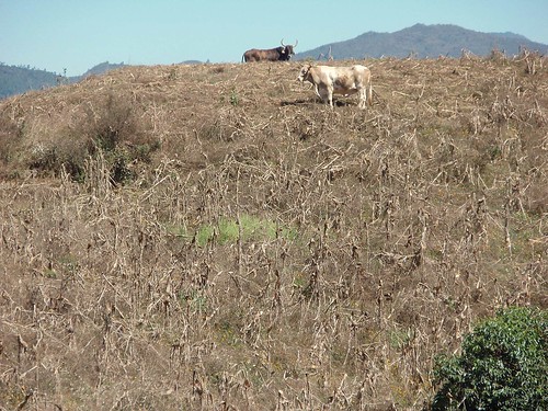 Cows eating corn stalks - Vacas cerca de San Juan Tabaá, Districto Villa Alta, Región Sierra Juárez, Oaxaca, Mexico