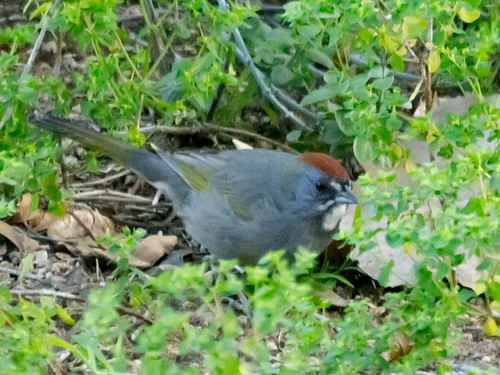 Green-tailed Towhee • <a style="font-size:0.8em;" href="http://www.flickr.com/photos/59465790@N04/8563434004/" target="_blank">View on Flickr</a>