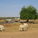 Cattle in Ndoke