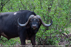 African Buffalo • <a style="font-size:0.8em;" href="http://www.flickr.com/photos/56545707@N05/8431504001/" target="_blank">View on Flickr</a>