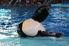 San Antonio Water World - Samu Show • <a style="font-size:0.8em;" href="http://www.flickr.com/photos/7877146@N06/8581411152/" target="_blank">View on Flickr</a>