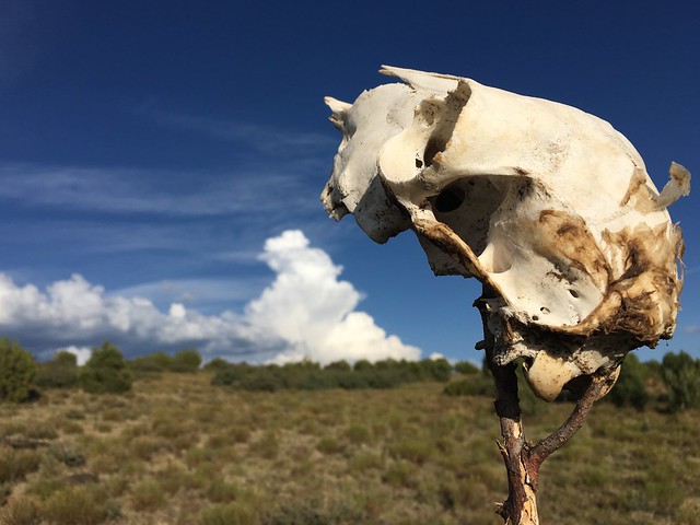 Skull on a Stick