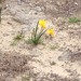 Daffodils in the sand • <a style="font-size:0.8em;" href="http://www.flickr.com/photos/92113421@N05/8602857675/" target="_blank">View on Flickr</a>
