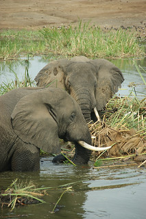Safari in Uganda, From ImagesAttr