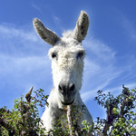 White Donkey in Cleggan <a style="margin-left:10px; font-size:0.8em;" href="http://www.flickr.com/photos/89335711@N00/8595241023/" target="_blank">@flickr</a>