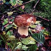  beau bolet ! #champignon #mushroom #woods #forest #autumn #yummy #miam