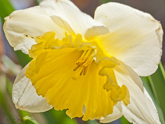 Daffodil