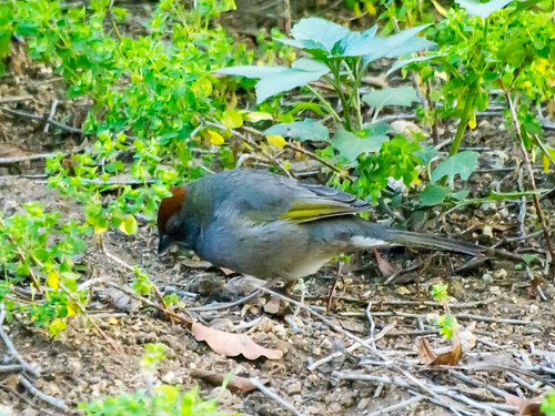 Green-tailed Towhee • <a style="font-size:0.8em;" href="http://www.flickr.com/photos/59465790@N04/8562324721/" target="_blank">View on Flickr</a>