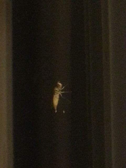 この虫は何ですか？窓ガラスに付いています...
