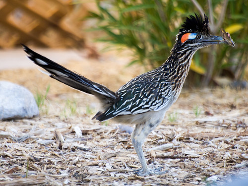 Greater Roadrunner • <a style="font-size:0.8em;" href="http://www.flickr.com/photos/59465790@N04/8611931319/" target="_blank">View on Flickr</a>