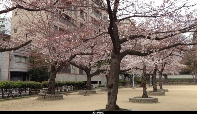 向かいの銅座公園の桜が七分咲きです。静か...