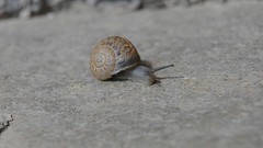 La velocidad del caracol