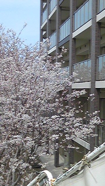 Ｆ棟の前の桜が満開でした。来年の今頃は、...