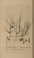 Anglų lietuvių žodynas. Žodis zannichellia palustris reiškia <li>zannichellia palustris</li> lietuviškai.