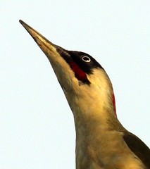 Anglų lietuvių žodynas. Žodis green woodpecker reiškia žalioji meleta lietuviškai.
