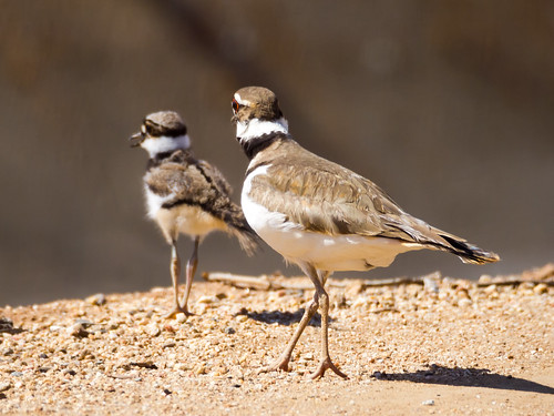 Killdeer Family • <a style="font-size:0.8em;" href="http://www.flickr.com/photos/59465790@N04/8707424859/" target="_blank">View on Flickr</a>