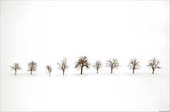 the memory of trees.............in this spring !!!!!!