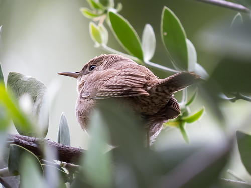 House Wren • <a style="font-size:0.8em;" href="http://www.flickr.com/photos/59465790@N04/8674652598/" target="_blank">View on Flickr</a>