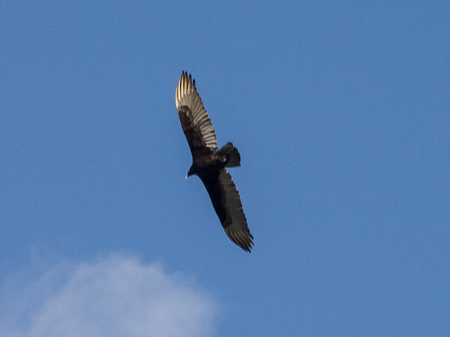 Turkey Vulture • <a style="font-size:0.8em;" href="http://www.flickr.com/photos/59465790@N04/8611934675/" target="_blank">View on Flickr</a>
