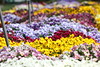 How are these flowers? • <a style="font-size:0.8em;" href="http://www.flickr.com/photos/7877146@N06/8609258911/" target="_blank">View on Flickr</a>