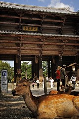 Japan - Osaka, Nara
