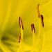 Heart of a Daylily • <a style="font-size:0.8em;" href="http://www.flickr.com/photos/41711332@N00/8711779666/" target="_blank">View on Flickr</a>