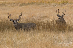 October 14, 2016 - Two handsome Mule Deer bucks at the Arsenal. (Tony's Takes)