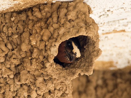 Cliff Swallow • <a style="font-size:0.8em;" href="http://www.flickr.com/photos/59465790@N04/8707422489/" target="_blank">View on Flickr</a>
