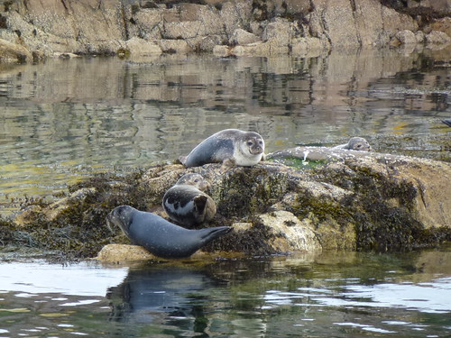 Seal colony, Kyle of Lochalsh