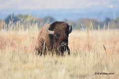 October 15, 2016 - This bison was enjoying a nap at the Rocky Mountain Arsenal. (Ed Dalton)