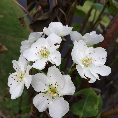 Asian pear in bloom, From FlickrPhotos